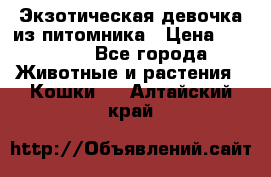 Экзотическая девочка из питомника › Цена ­ 25 000 - Все города Животные и растения » Кошки   . Алтайский край